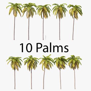 Palms Set 021-030 3D model