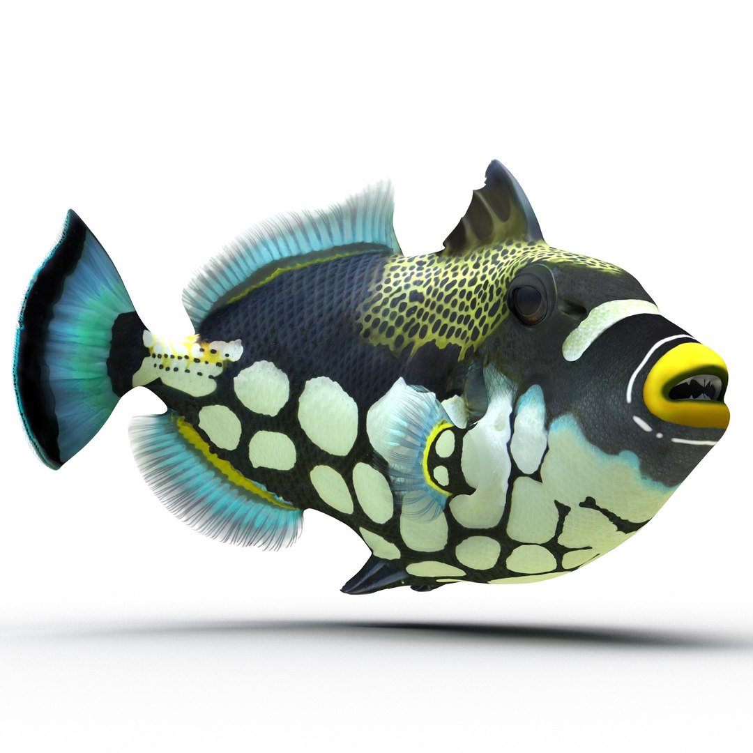 Clown Trigger Fish Rigged 3D Model 3D model preview