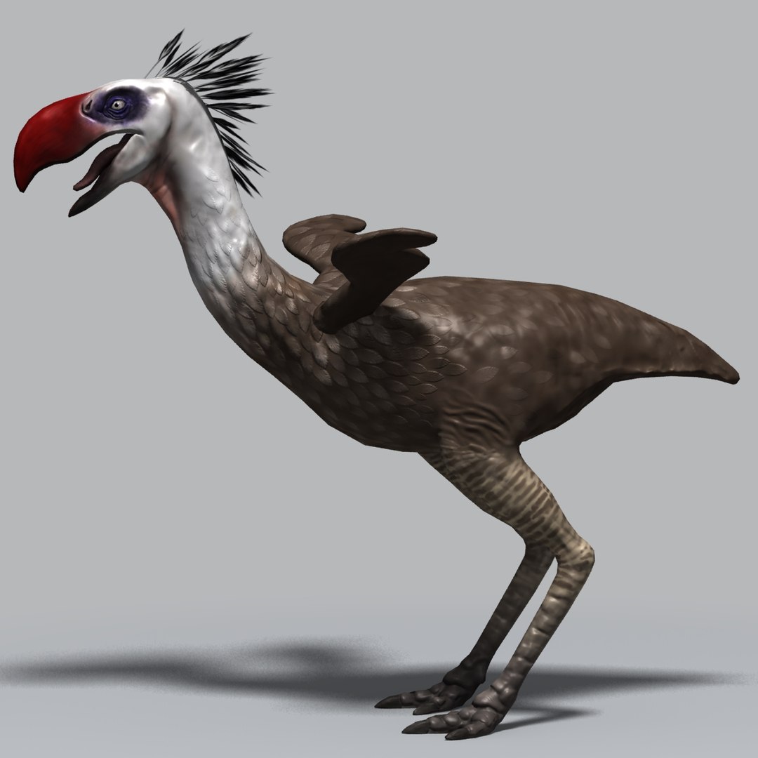 3d model phorusrhacos terror bird https://p.turbosquid.com/ts-thumb/9h/y6Vt71/GrJ3qlTg/phorus0001/jpg/1385468125/1920x1080/fit_q87/59ecb0f6ce2eef9c403c773f1b4d2ab9d02b0ef7/phorus0001.jpg