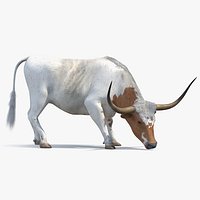 Texas Longhorn Cattle White Color