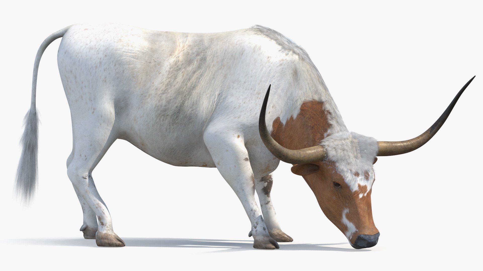 Texas Longhorn Cattle White Color 3D model preview