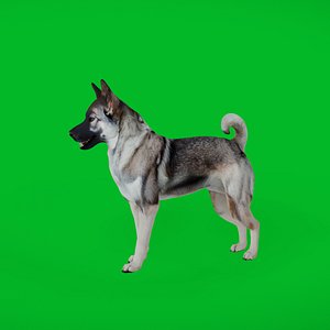 Norwegian Elkhound Dog 3D model