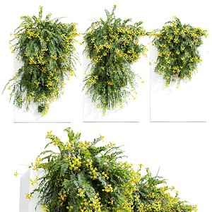 New Plant Coronilla Valentina Glauca Wall