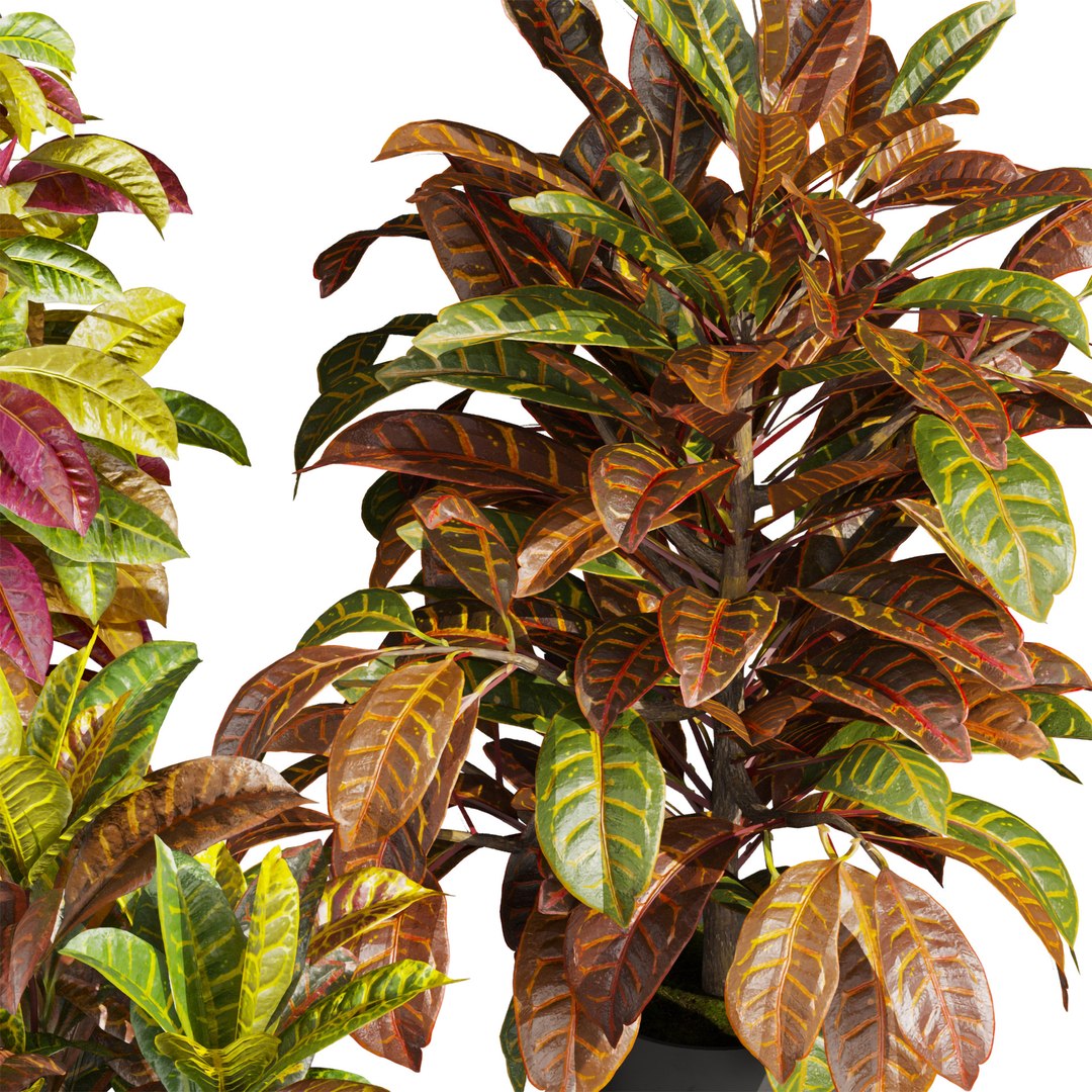 plant vol 955 - Croton - leaf 3D model https://p.turbosquid.com/ts-thumb/9j/GIM4h7/wd/_0002_3.jpg/jpg/1784980056/1920x1080/fit_q87/b24c15f4dd7656c667127ecdca056bcfe44104c1/_0002_3.jpg.jpg