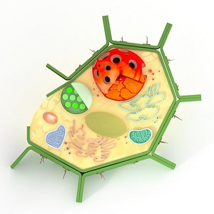 plant cell 3D model