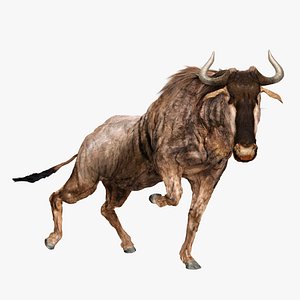 Wildebeest