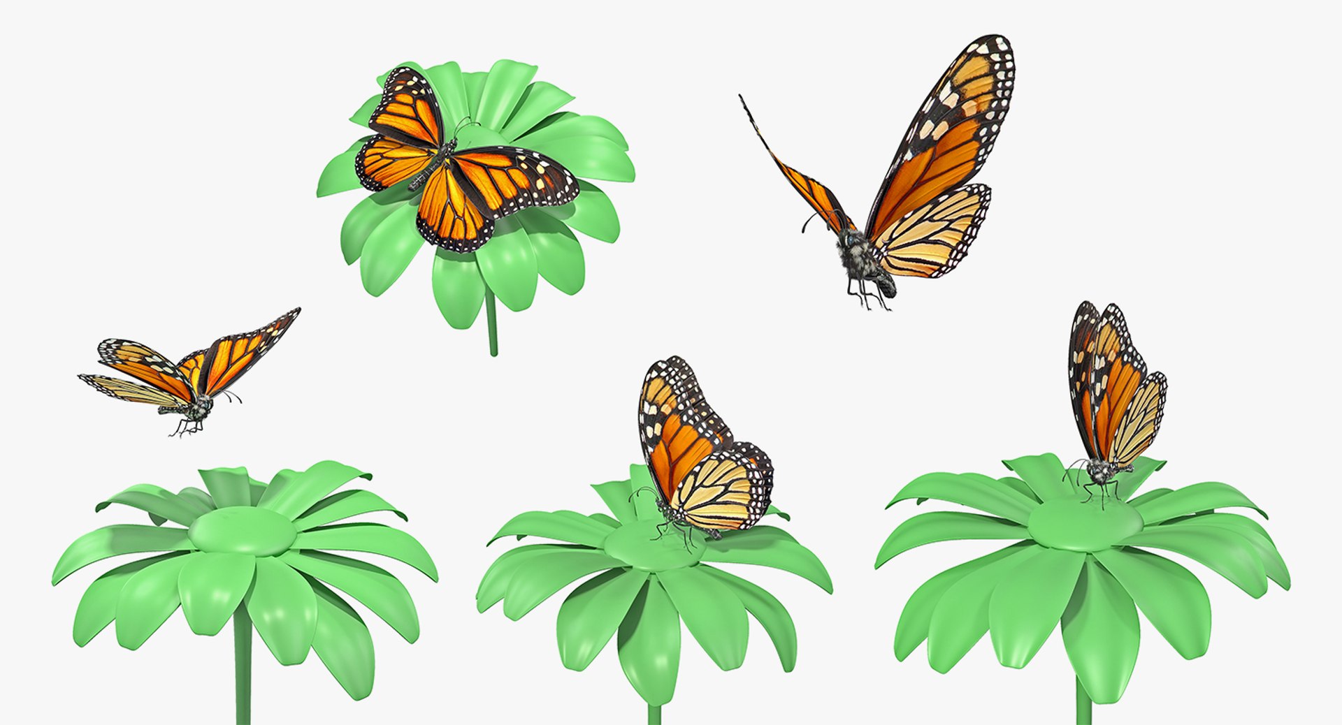 Animated Monarch Butterfly Collection for Maya 3D model preview