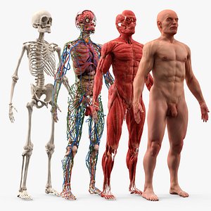 3D Male Anatomy Full Body Set model