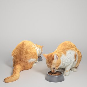 3D Cat eating food 12 model