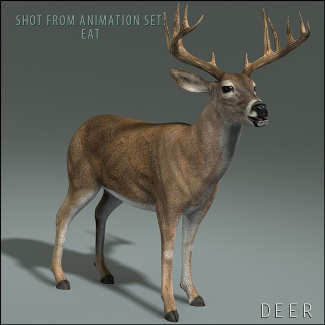 deer family 3d model https://p.turbosquid.com/ts-thumb/9j/lQLrp5/0goVz2xg/adeerhd004/jpg/1292833746/1920x1080/fit_q87/b349c2513227da929cdfa5b2fd78568e22a428e0/adeerhd004.jpg