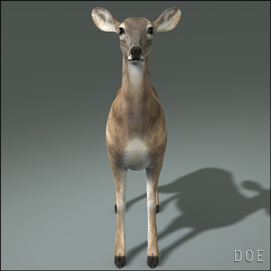 deer family 3d model https://p.turbosquid.com/ts-thumb/9j/lQLrp5/1SeB0ZMo/doehd15/jpg/1292840872/1920x1080/fit_q87/7f3bf8b6f69ed847fe221b2ed3c7958b446b2db7/doehd15.jpg