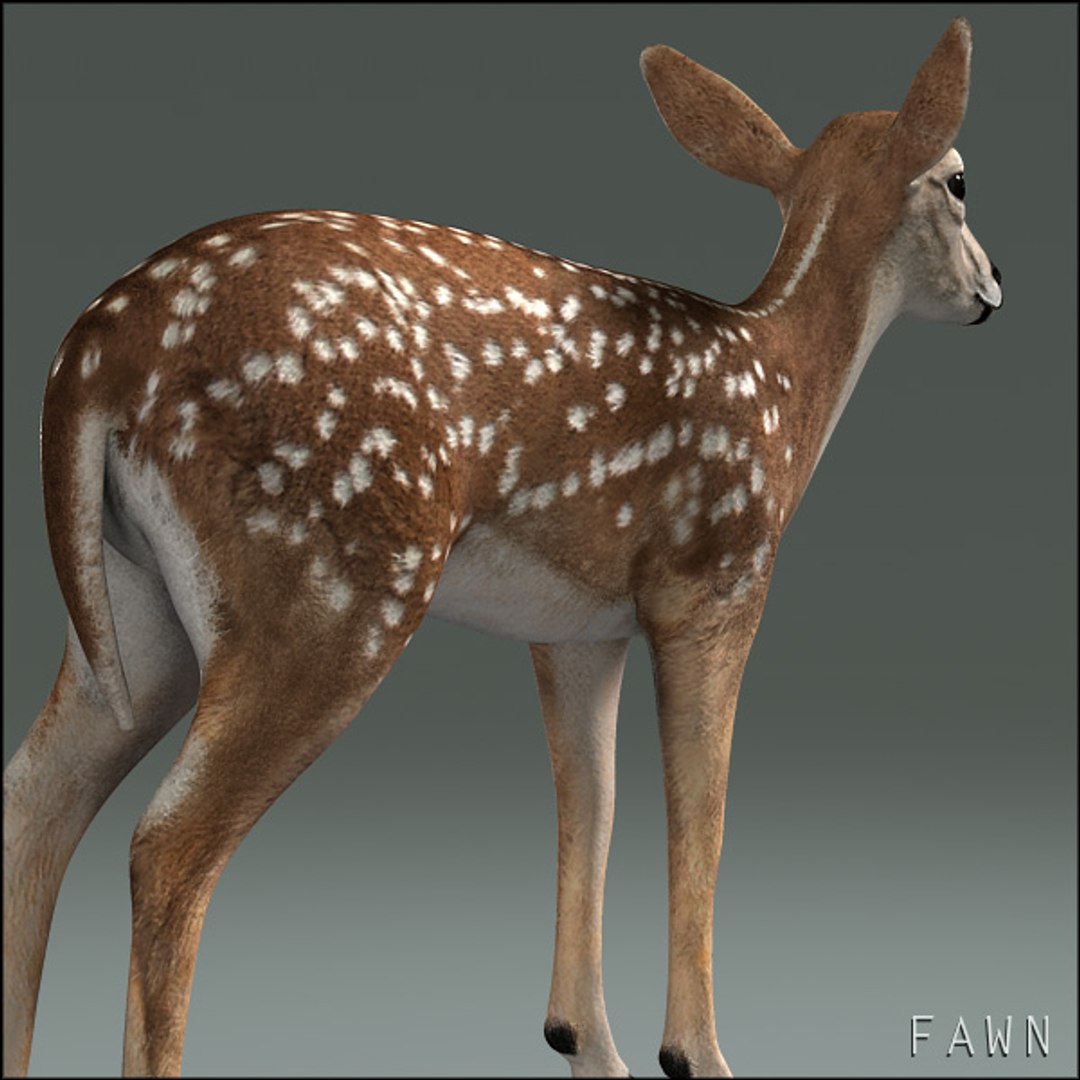 deer family 3d model https://p.turbosquid.com/ts-thumb/9j/lQLrp5/7Ak9UaEG/fawnhd18/jpg/1292843757/1920x1080/fit_q87/a48177d1adf78b712a5fbca7caeabb1cdfe04b0b/fawnhd18.jpg