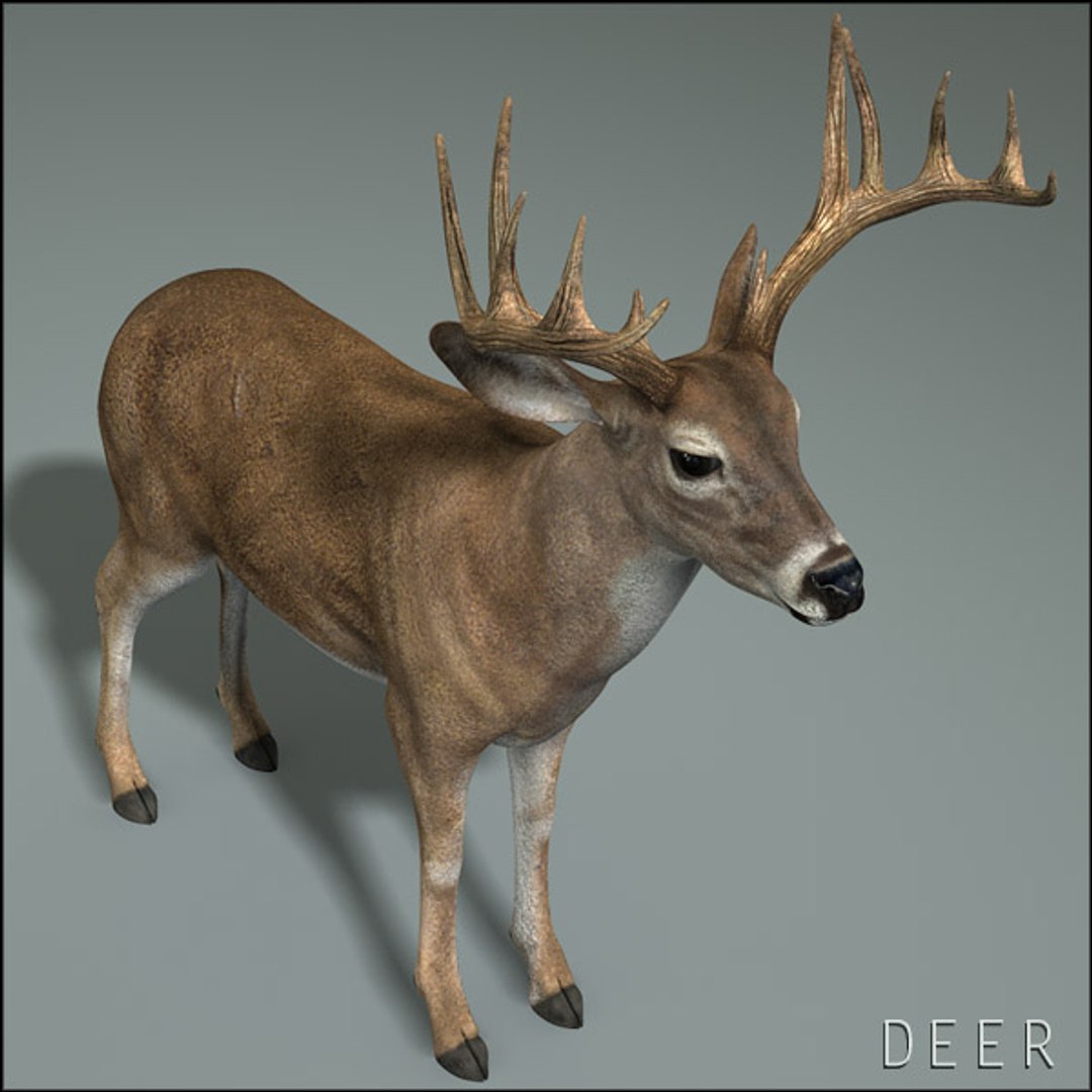 deer family 3d model https://p.turbosquid.com/ts-thumb/9j/lQLrp5/7fsifQbi/deerhd02/jpg/1292833746/1920x1080/fit_q87/1616ab78dae8021d4347132044a1f2778b33d53f/deerhd02.jpg