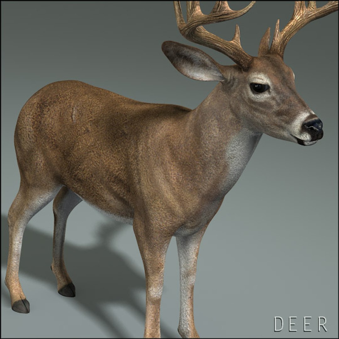 deer family 3d model https://p.turbosquid.com/ts-thumb/9j/lQLrp5/7muE0AT6/deerhd03/jpg/1292833746/1920x1080/fit_q87/748eb423f3233694408d5f45645f7ae014f43b06/deerhd03.jpg