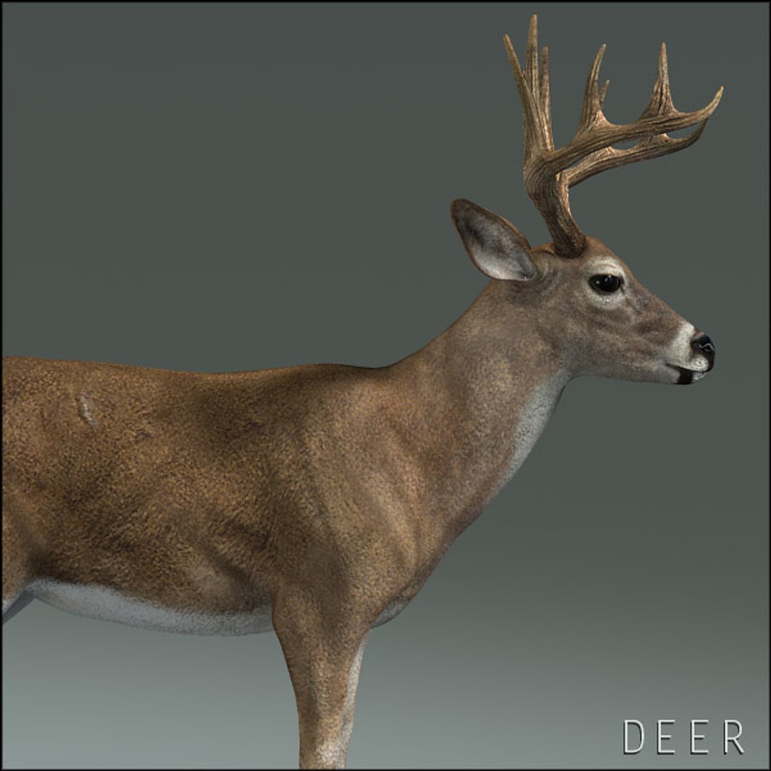 deer family 3d model https://p.turbosquid.com/ts-thumb/9j/lQLrp5/A2Enf3SR/deerhd05/jpg/1292833746/1920x1080/fit_q87/17f0e05da9732a8fc764f0ff51ff085872027720/deerhd05.jpg