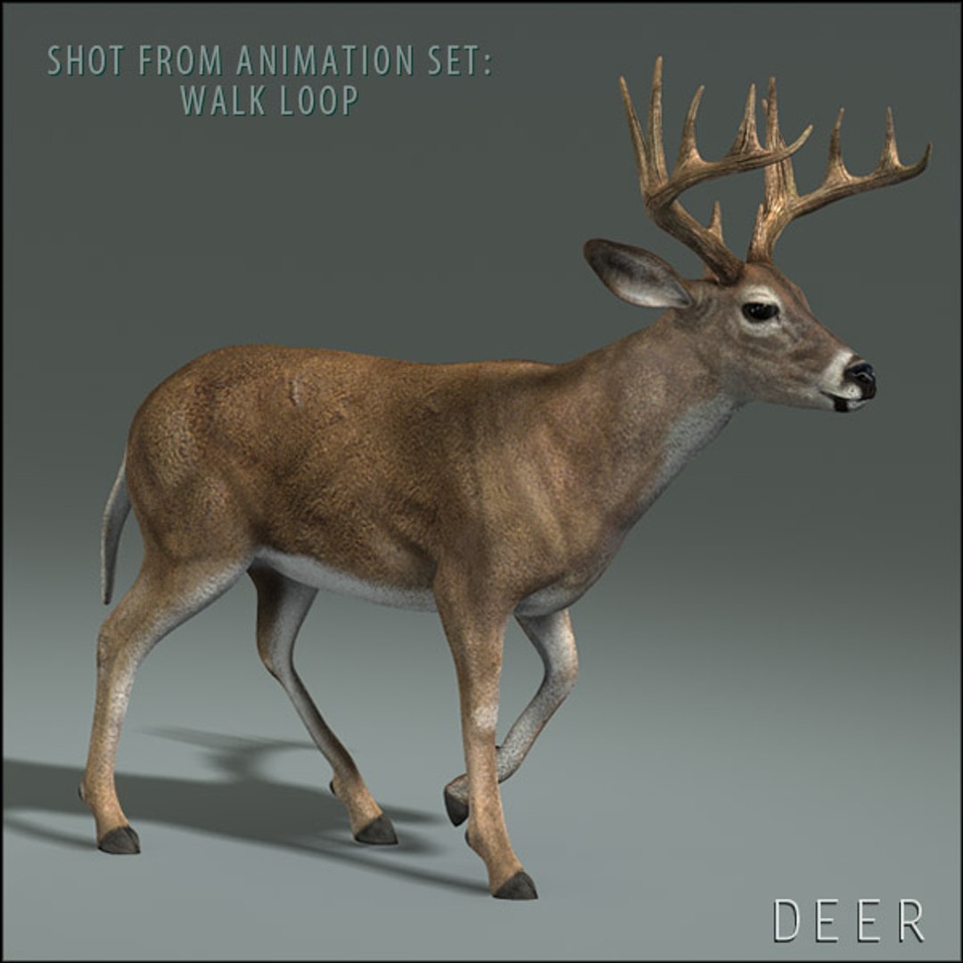deer family 3d model https://p.turbosquid.com/ts-thumb/9j/lQLrp5/AISeS358/adeerhd002/jpg/1292833746/1920x1080/fit_q87/58cfea71eba02848a1bec2e639d40b022ae0f58d/adeerhd002.jpg