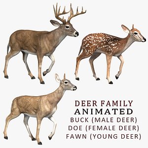 Deer Family (ANIMATED)