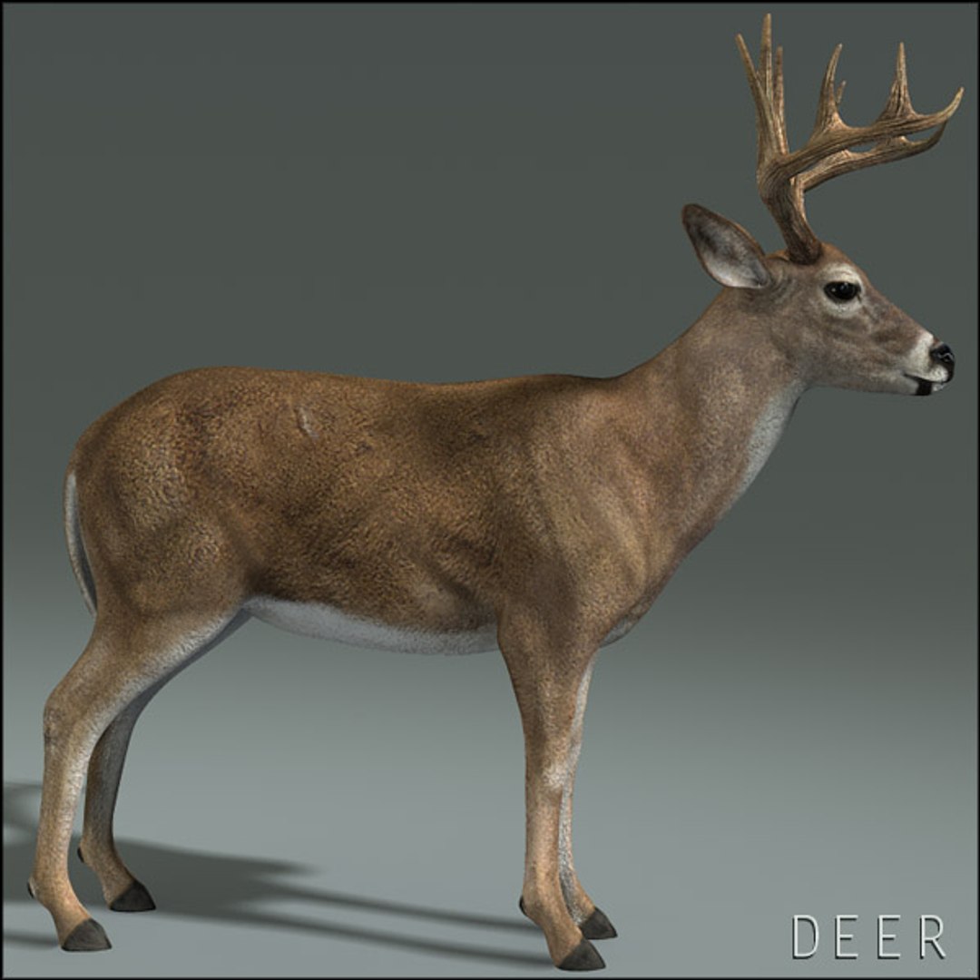 deer family 3d model https://p.turbosquid.com/ts-thumb/9j/lQLrp5/BHT3bsTX/deerhd06/jpg/1292833746/1920x1080/fit_q87/1abc353a19834c756cc0ed975c0bf286adaad719/deerhd06.jpg
