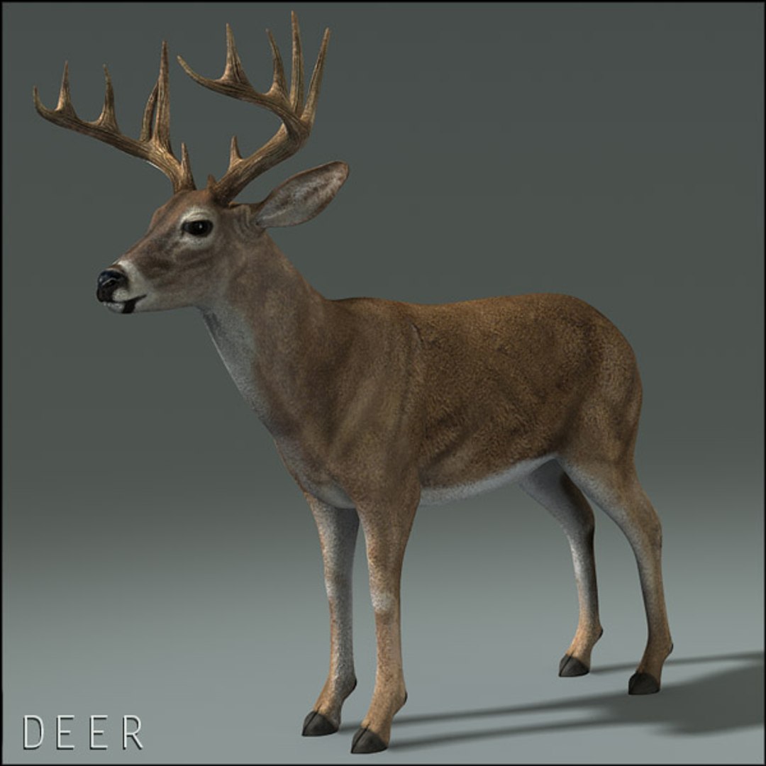 deer family 3d model https://p.turbosquid.com/ts-thumb/9j/lQLrp5/BKBK8cN0/deerhd12/jpg/1292833746/1920x1080/fit_q87/3623a0727f78eef22bab0dd3629de69267bfdc0c/deerhd12.jpg