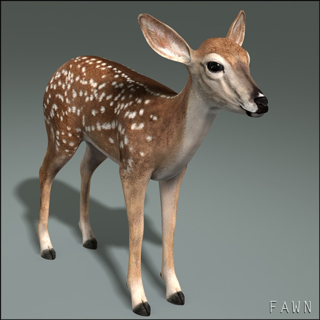 deer family 3d model https://p.turbosquid.com/ts-thumb/9j/lQLrp5/D1wVOpbV/fawnhd13/jpg/1292843757/1920x1080/fit_q87/f08b056b6d91f277745e41a7e312c60051cc51ef/fawnhd13.jpg