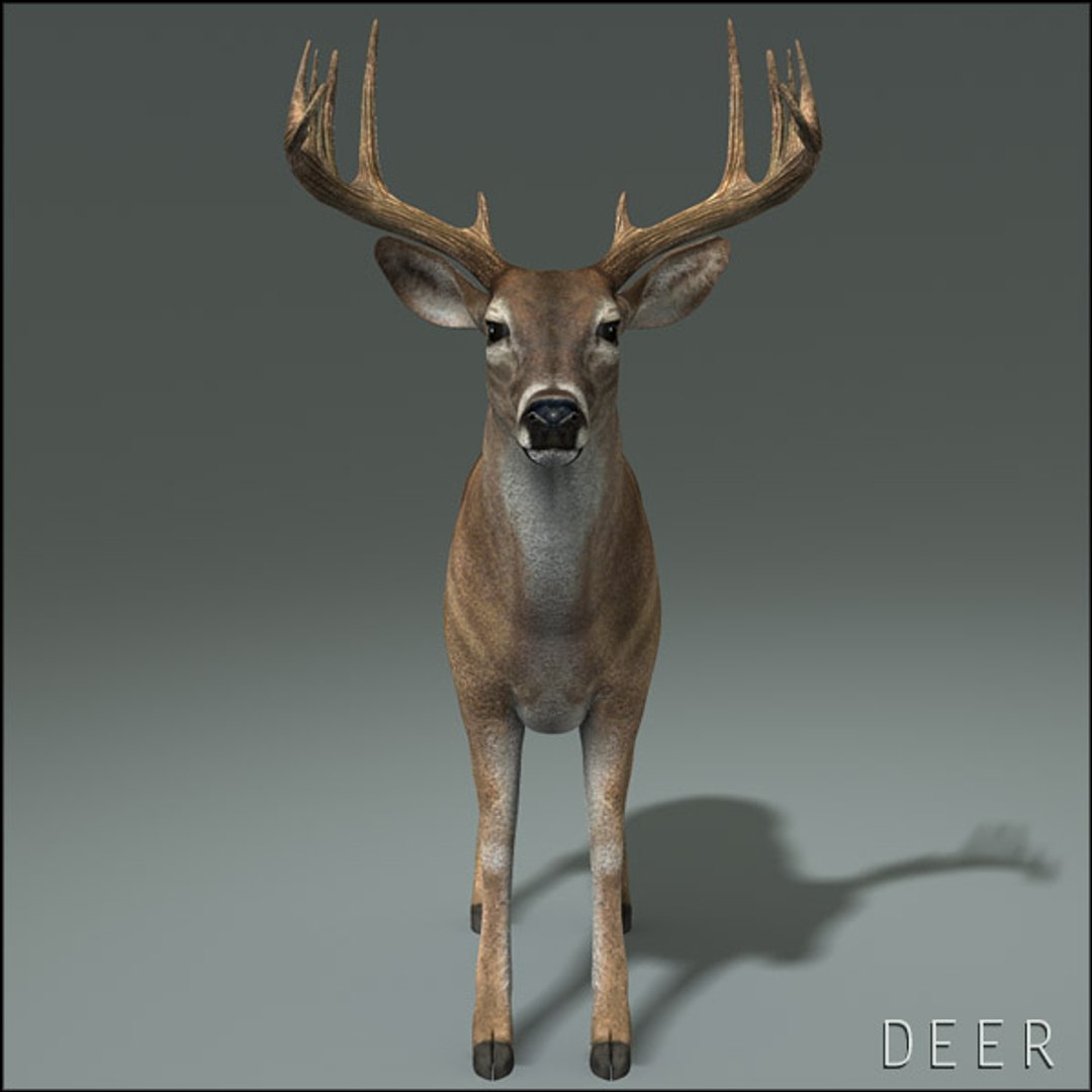 deer family 3d model https://p.turbosquid.com/ts-thumb/9j/lQLrp5/DWfx4VM7/deerhd08/jpg/1292833746/1920x1080/fit_q87/318ea6e0e5ff63a00b1f9b05a4550a752b6c73df/deerhd08.jpg