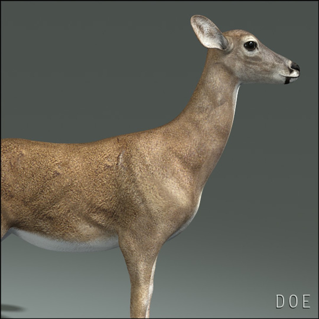 deer family 3d model https://p.turbosquid.com/ts-thumb/9j/lQLrp5/UToABJGq/doehd13/jpg/1292840872/1920x1080/fit_q87/b7c5704f57cc9ba67244c108abc7ef06d2353970/doehd13.jpg