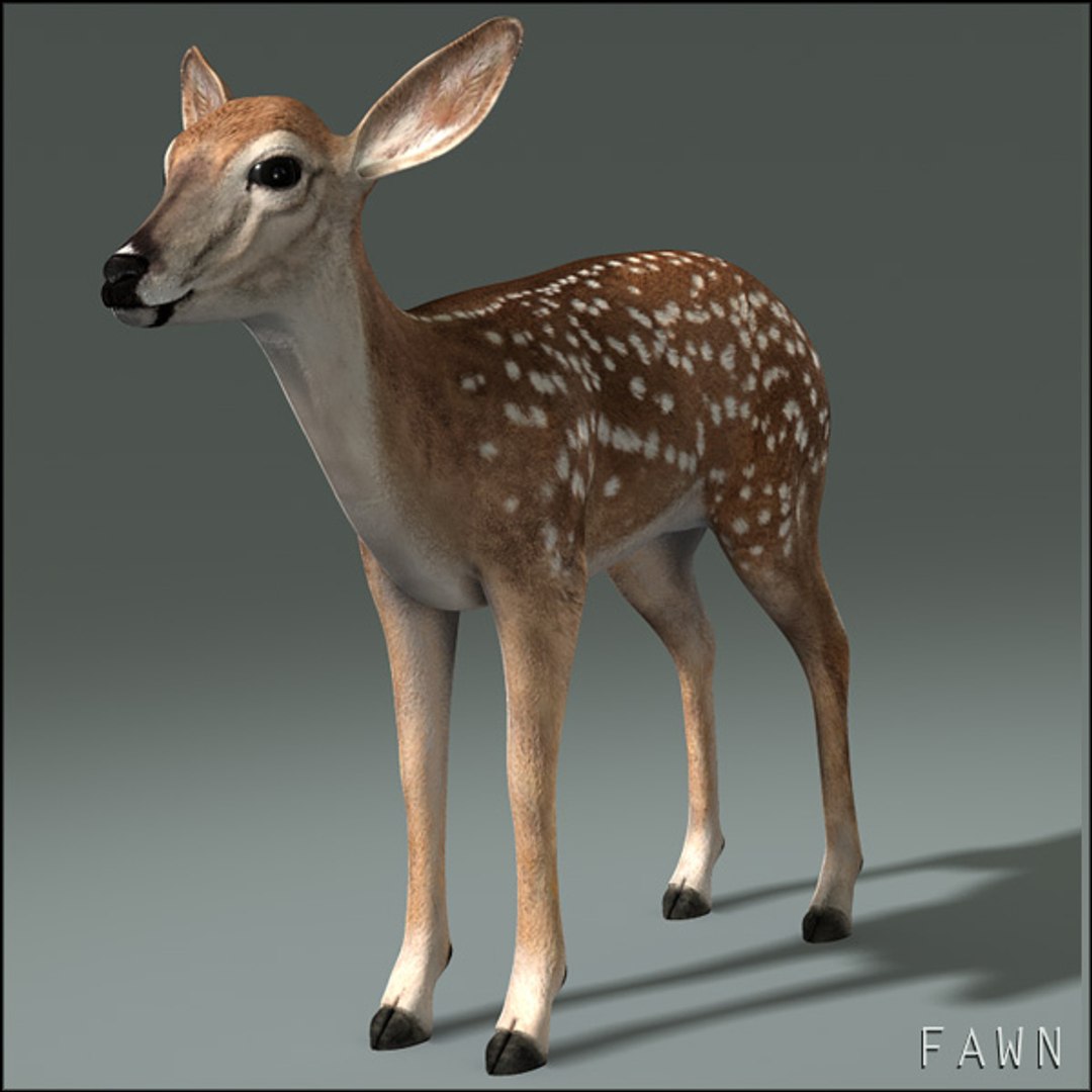 deer family 3d model https://p.turbosquid.com/ts-thumb/9j/lQLrp5/esD3ZNu9/fawnhd15/jpg/1292843757/1920x1080/fit_q87/49914f89f29437e4bfcceafa4f452b79c895df30/fawnhd15.jpg