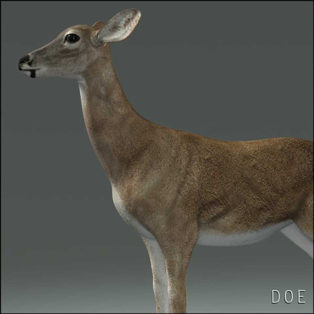 deer family 3d model https://p.turbosquid.com/ts-thumb/9j/lQLrp5/iEjVPTVu/doehd16/jpg/1292840872/1920x1080/fit_q87/6efbc38a4afd64fd5d0753c3909df675154ee9bc/doehd16.jpg