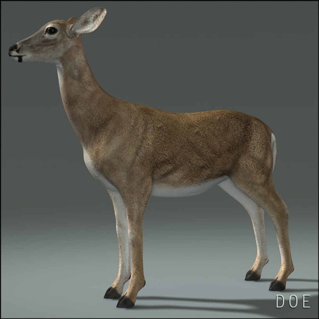 deer family 3d model https://p.turbosquid.com/ts-thumb/9j/lQLrp5/kiyDkX78/doehd17/jpg/1292840872/1920x1080/fit_q87/fe734ab09f143912cb2fa539a991a4b4585a9e2c/doehd17.jpg