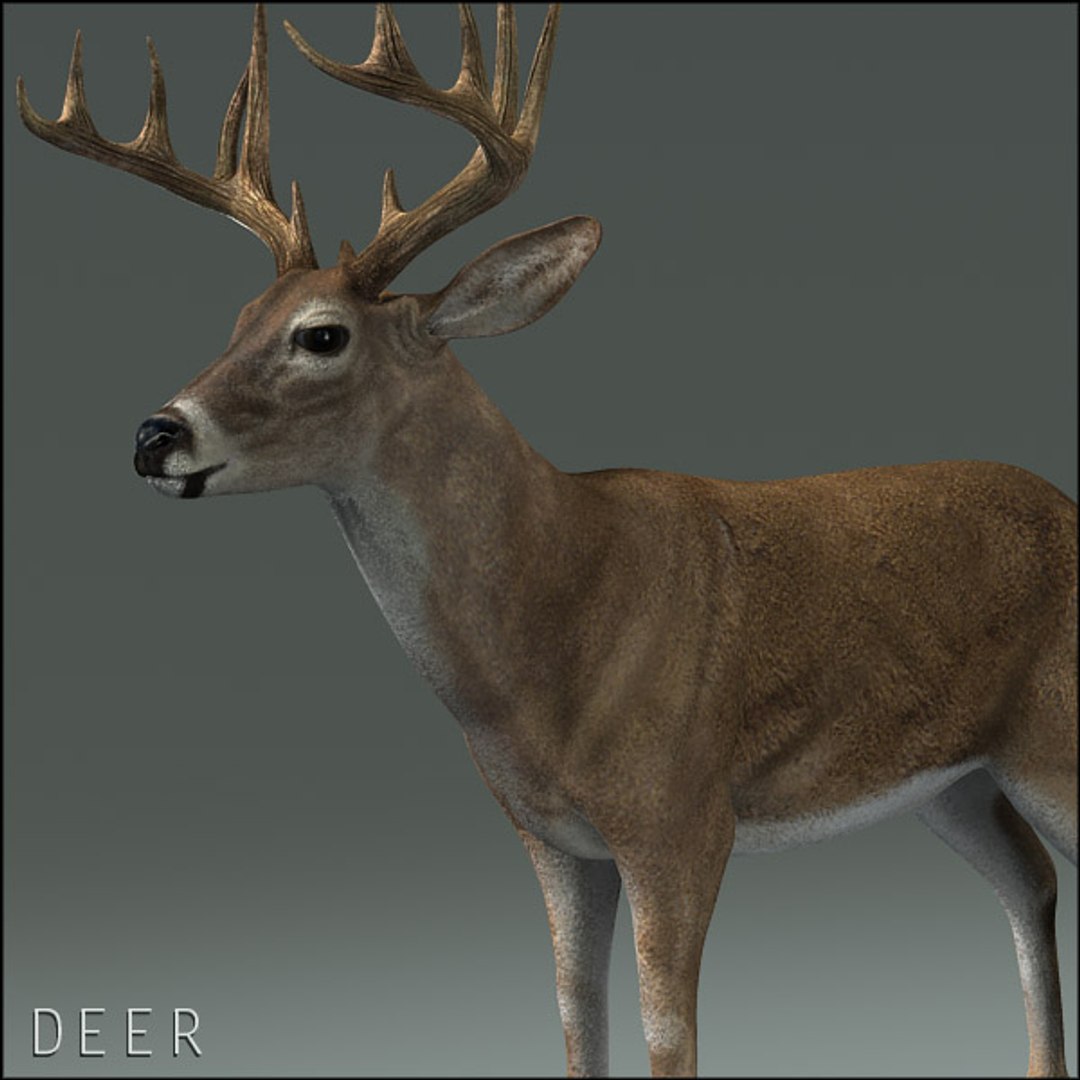 deer family 3d model https://p.turbosquid.com/ts-thumb/9j/lQLrp5/svklCpEN/deerhd11/jpg/1292833746/1920x1080/fit_q87/9234b9e808ca697e0df12618eaf061d626b4cc23/deerhd11.jpg