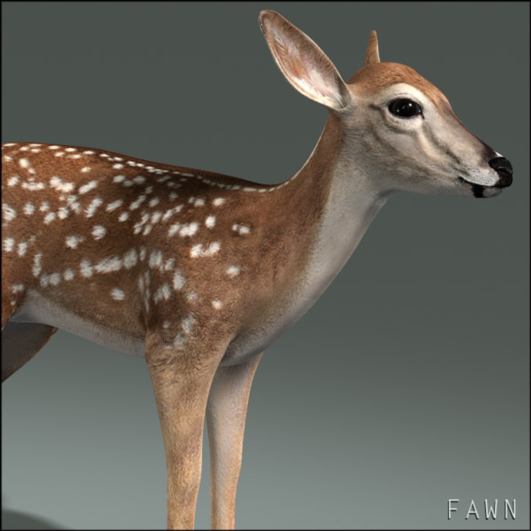 deer family 3d model https://p.turbosquid.com/ts-thumb/9j/lQLrp5/uZdpr9U1/fawnhd10/jpg/1292843757/1920x1080/fit_q87/1ba82c4f0904b91e7025f1f821d9eb5ce223edfb/fawnhd10.jpg