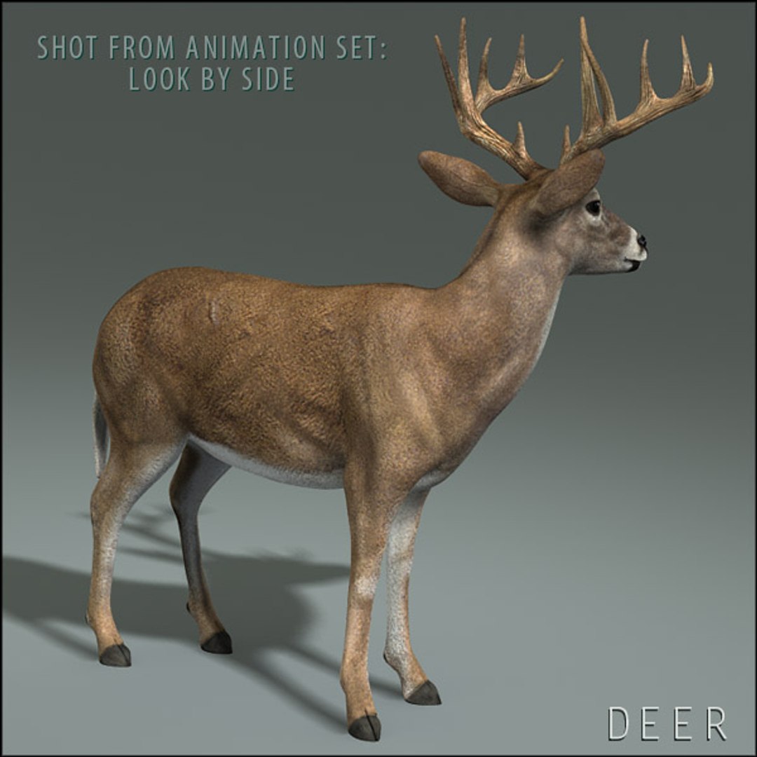 deer family 3d model https://p.turbosquid.com/ts-thumb/9j/lQLrp5/yjUhJfs6/adeerhd006/jpg/1292833746/1920x1080/fit_q87/52fdfd995c483457d56a10a3bd947b9802291582/adeerhd006.jpg