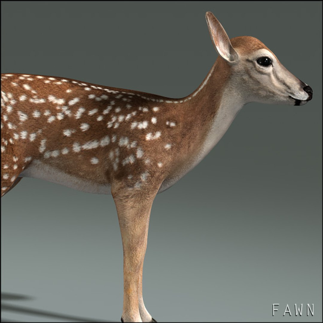 deer family 3d model https://p.turbosquid.com/ts-thumb/9j/lQLrp5/zy9kOPHV/fawnhd12/jpg/1292843757/1920x1080/fit_q87/03df33c862616a5a1e361640965d469038526fe2/fawnhd12.jpg