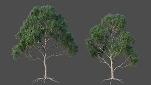 XfrogPlants Blue Gum - Eucalyptus Saligna 3D model