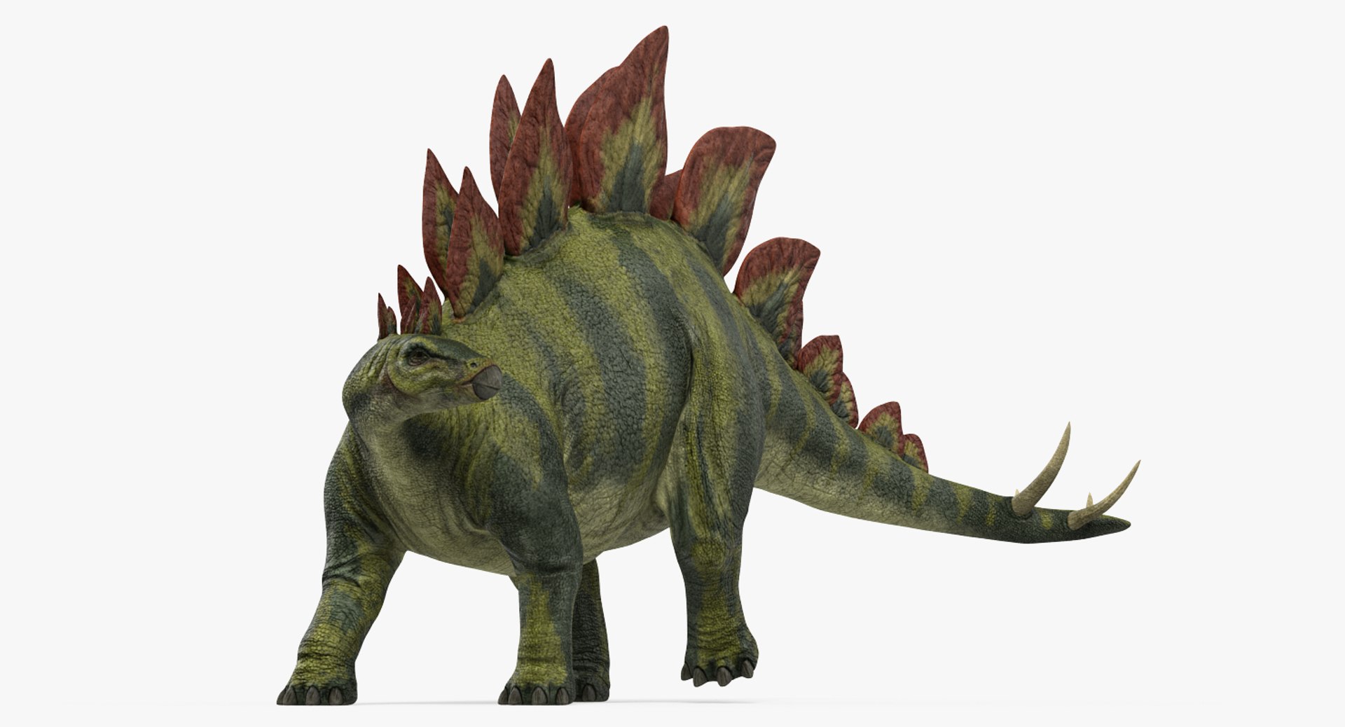 Stegosaurus Standing Pose 3D Model 3D model preview