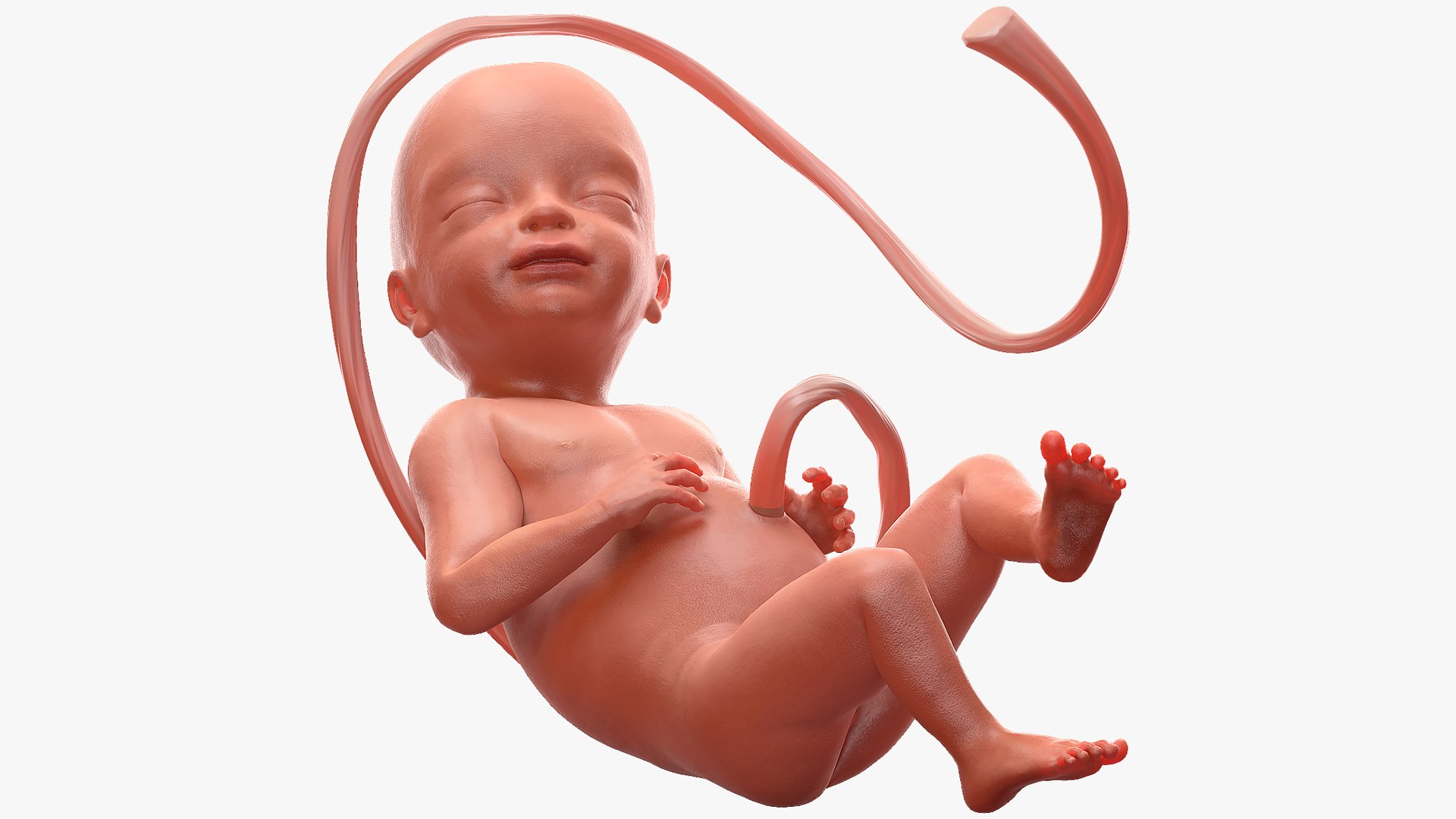 Human Fetus at 24 Weeks Rigged for Maya 3D model preview