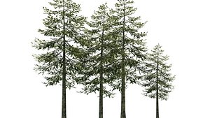 Pine tree