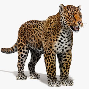 Jaguar Fur