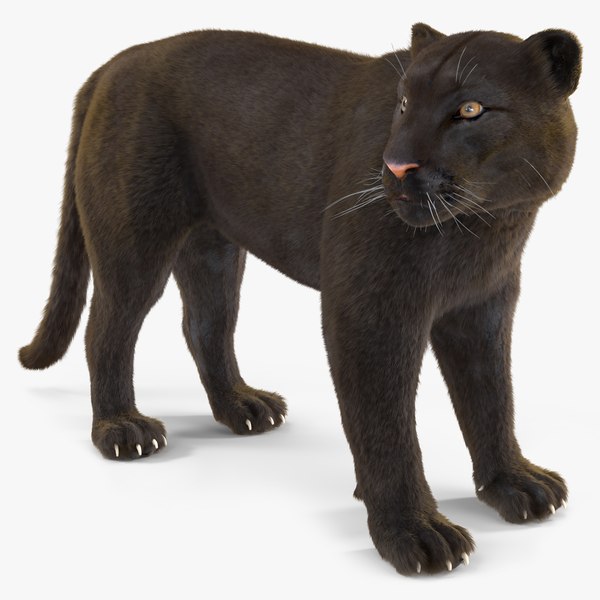 modelo 3d Pantera Negra Stand Pose Piel - TurboSquid 2210712