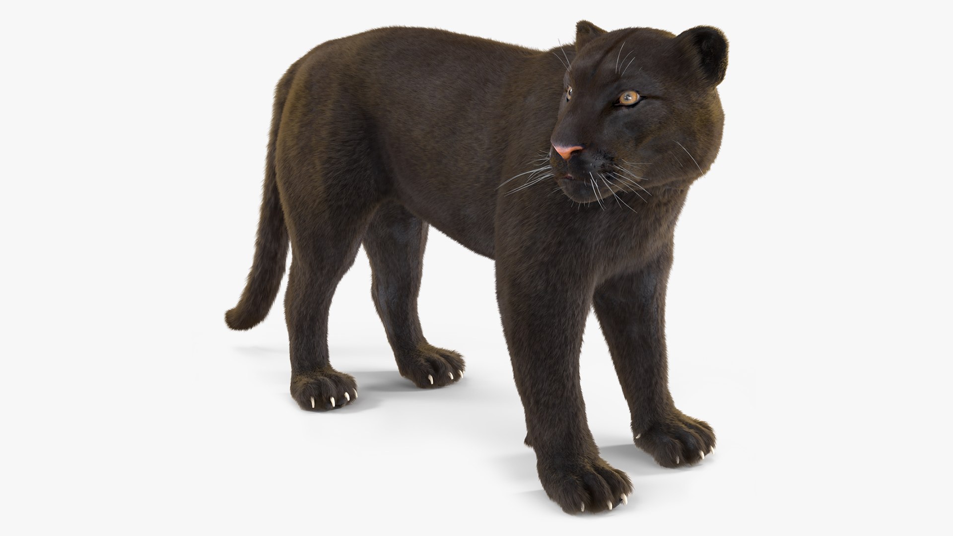 Black Panther Stand Pose Fur 3D model preview