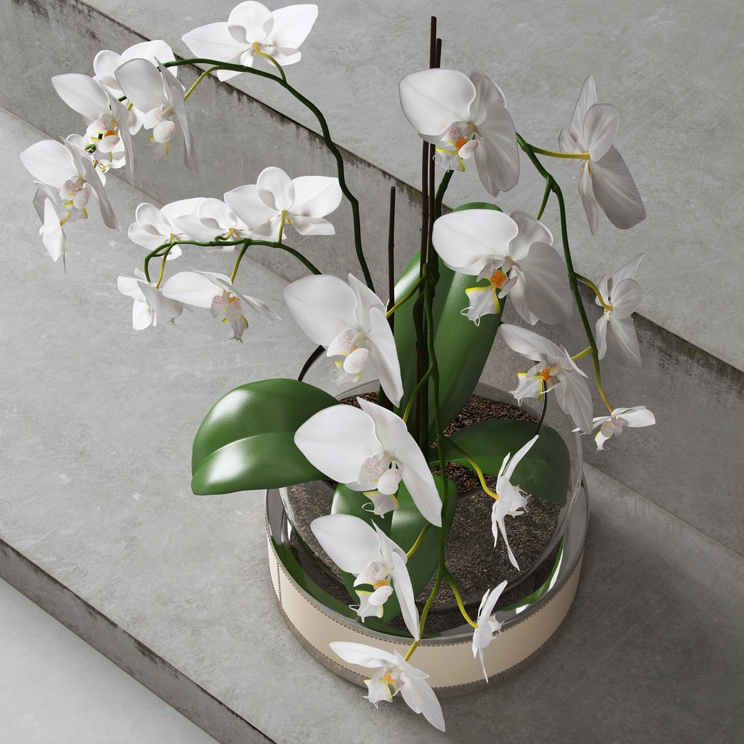 3d Orchid Auctor Model