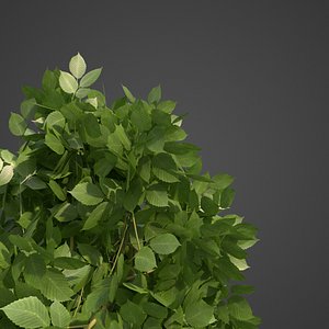 2021 PBR European Hornbeam Carpinus Betulus
