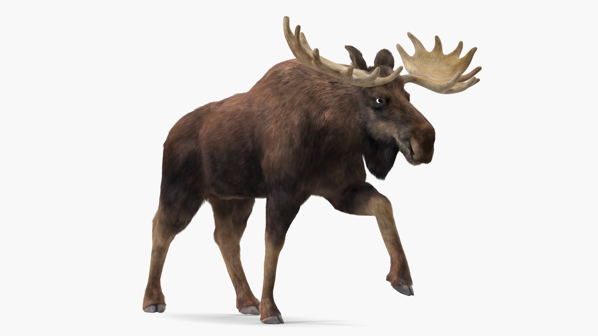 Walking Moose Fur 3D model preview