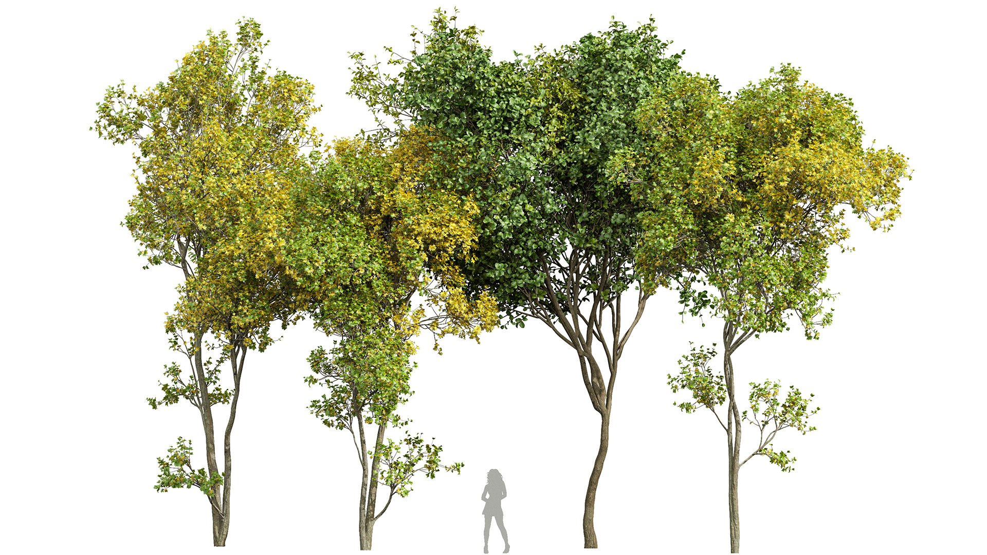 Summer-fall trees 3D - TurboSquid 2149493