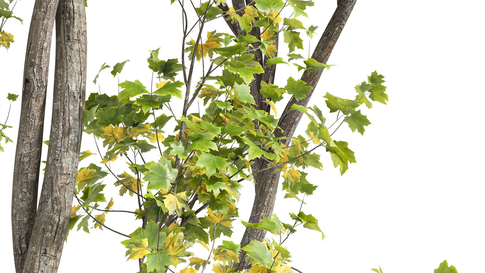 Summer-fall trees 3D - TurboSquid 2149493