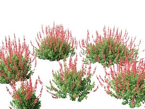 3D model Salvia greggii - Autumn sage