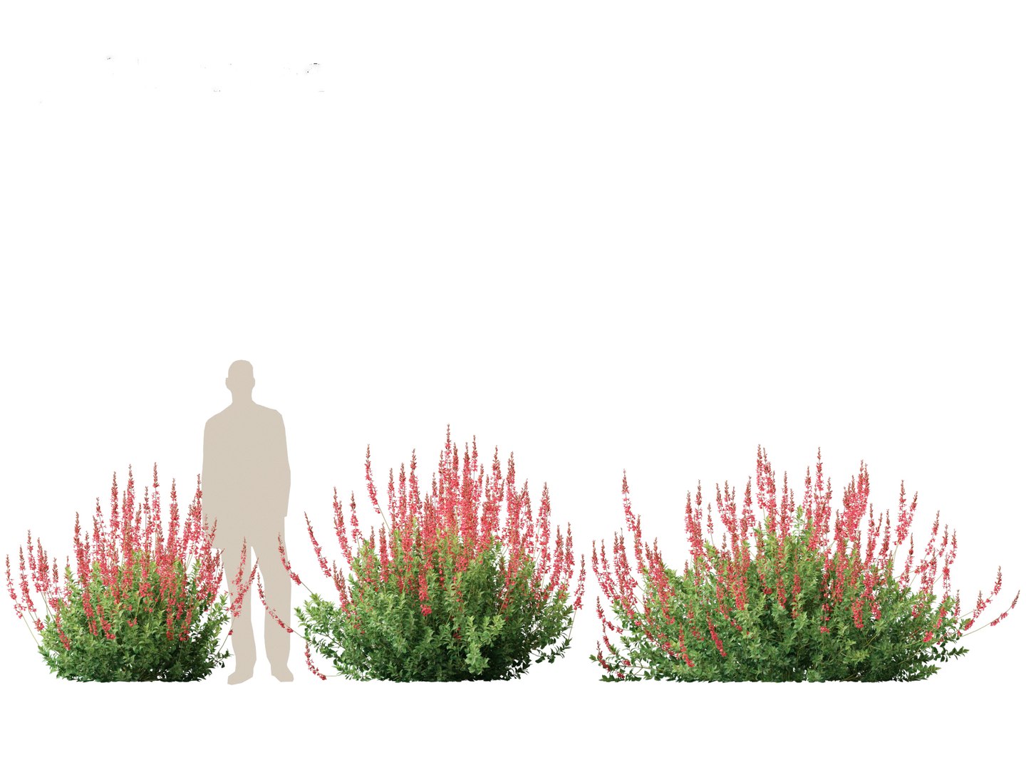 3D model Salvia greggii - Autumn sage https://p.turbosquid.com/ts-thumb/9l/GF6hjv/Nq/salviagreggii015/jpg/1698809717/1920x1080/fit_q87/085a0b31d5e266061c872f9fecf679d8fa6d4a6e/salviagreggii015.jpg