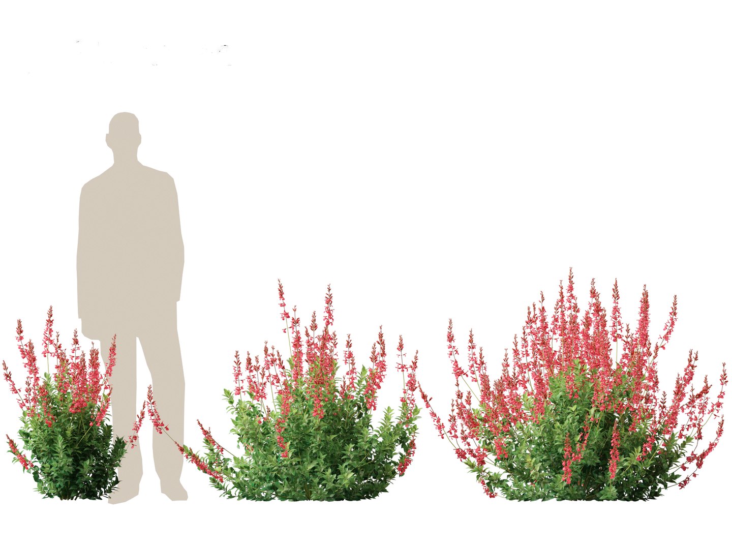 3D model Salvia greggii - Autumn sage https://p.turbosquid.com/ts-thumb/9l/GF6hjv/TP/salviagreggii013/jpg/1698809706/1920x1080/fit_q87/ce61e4ff302344b374a3edbacbd7dd01d40c8e5c/salviagreggii013.jpg