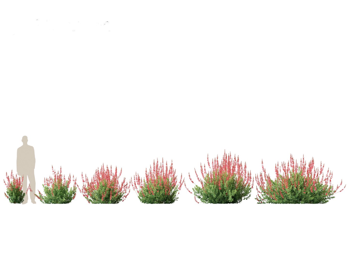 3D model Salvia greggii - Autumn sage https://p.turbosquid.com/ts-thumb/9l/GF6hjv/eu/salviagreggii011/jpg/1698809704/1920x1080/fit_q87/895afe4d69df2da497beacc8db725de1db1d08a7/salviagreggii011.jpg