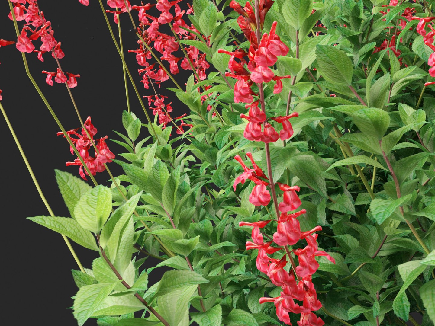 3D model Salvia greggii - Autumn sage https://p.turbosquid.com/ts-thumb/9l/GF6hjv/hv/salviagreggii0110/jpg/1698809736/1920x1080/fit_q87/96a466140d22d757074c515c7197d4b2cba5cec6/salviagreggii0110.jpg